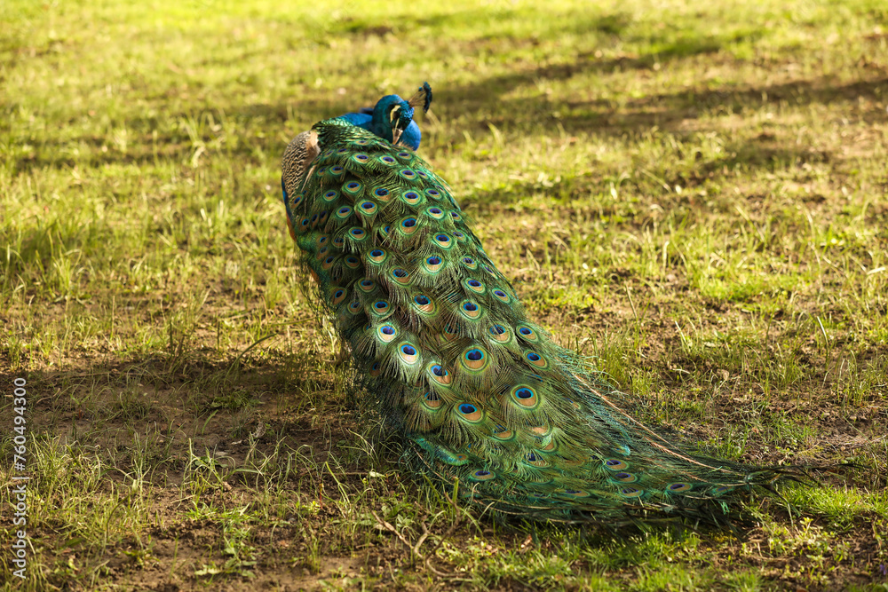 Fototapeta premium Peacock with beautiful feathers on the green grass in the park