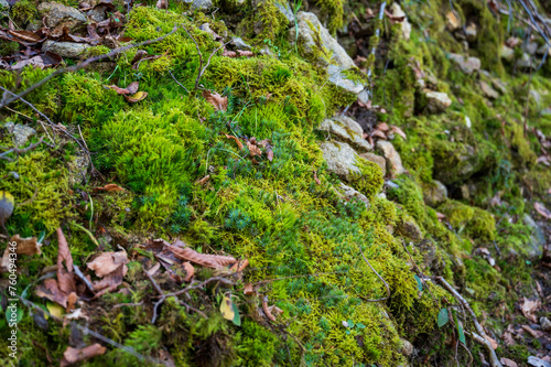 Detail of area of green moss in the forest.