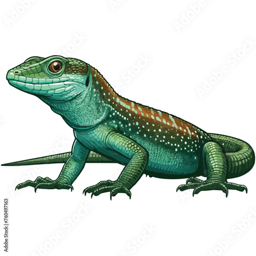 Anole Lizard vector illustration on white background