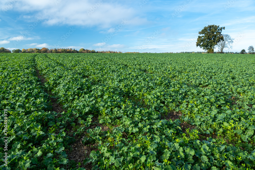 Champ de colza avec couvert végétal et Cipan : trèfle d'Alexandrie, vesce commune et trèfle blanc