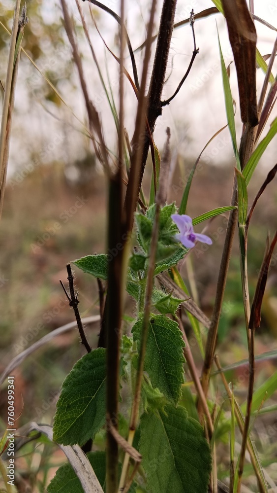 Fototapeta premium flowers in the forest