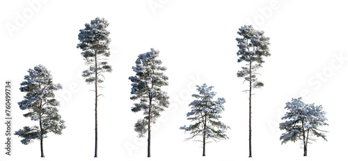 Set of winter Pinus sylvestris Scotch pine big and picea pungens colorado spruce with snow evergreen pinaceae needled tree isolated frontal png on a transparent background perfectly cutout  photo