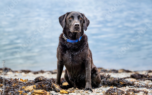 Portrait of pedigree black Labrador retriever on the beach. Active purebred dog
