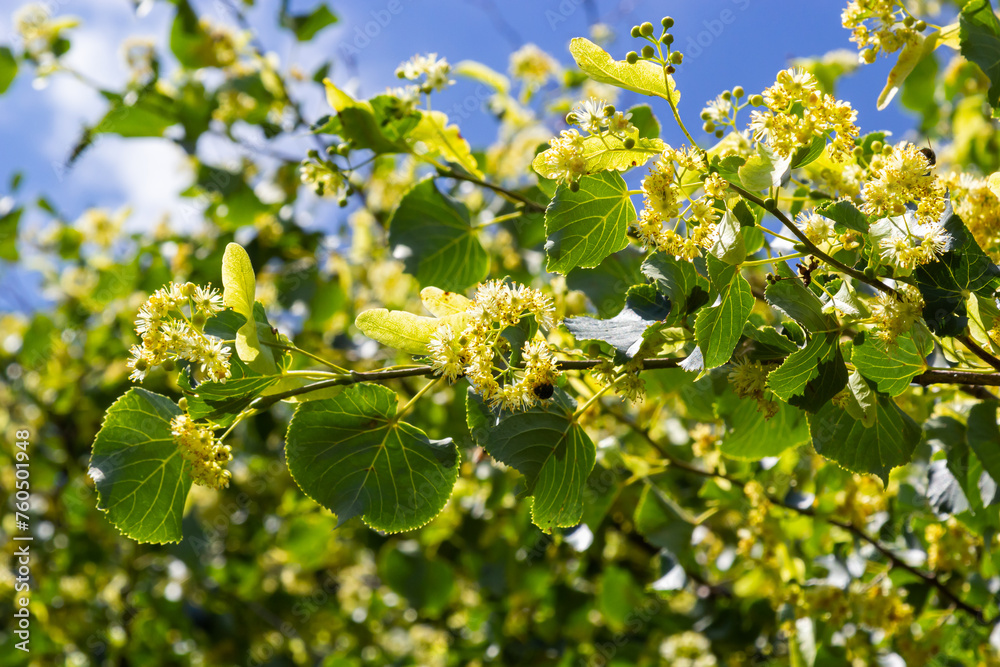 Linden flowers on a tree. Close-up of linden blossom. Blooming linden tree in the summer forest