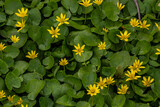 Ficaria verna, lesser celandine, pilewort or ranunculus ficaria yellow spring flowers close up. Spring background of flowers