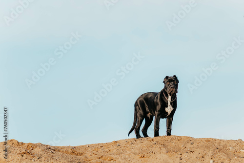 An American bandog puppy stands in a rack in nature in early spring photo