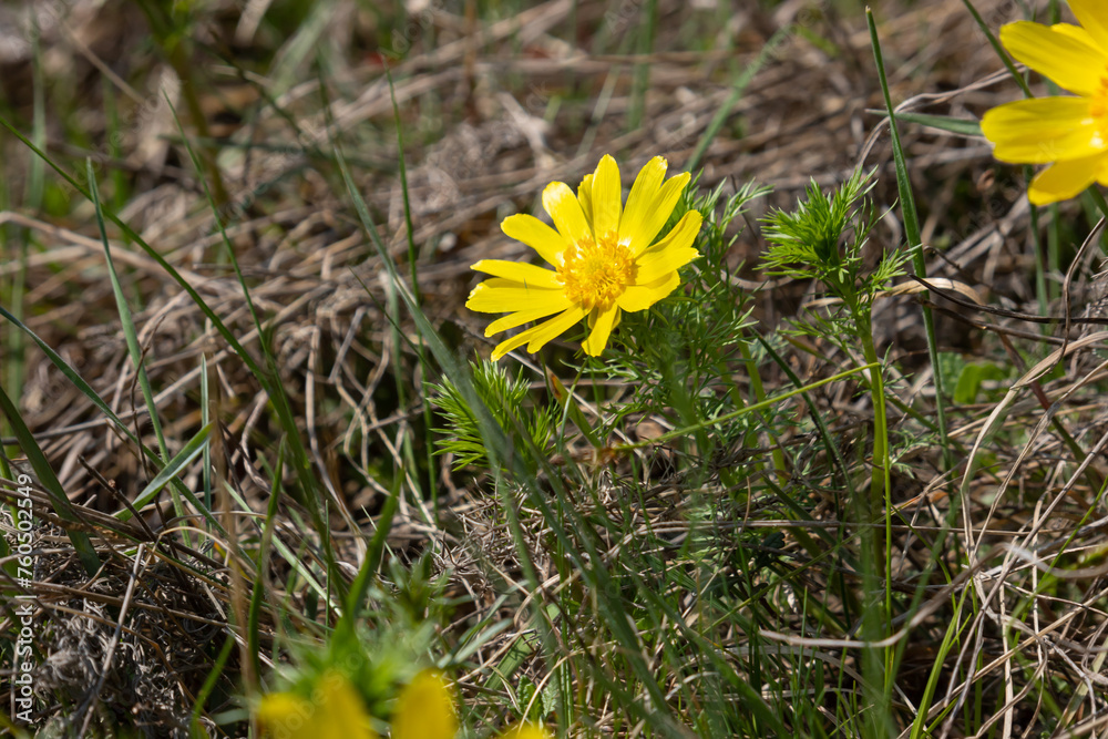 Adonis vernalis, commonly referred to as the pheasant's eye, is a delicate and stunning flower that blooms in early spring.Its vibrant yellow petals contrast beautifully against its dark green foliage Adonis vernalis, commonly referred to as the pheasant's eye, is a delicate and stunning flower that blooms in early spring.Its vibrant yellow petals contrast beautifully against its dark green foliage