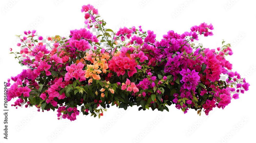 bush of colourful flowers on transparent background, png
