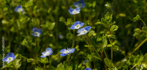 Blue flowers veronica chamaedrys close up on a meadow in sunny weather photo
