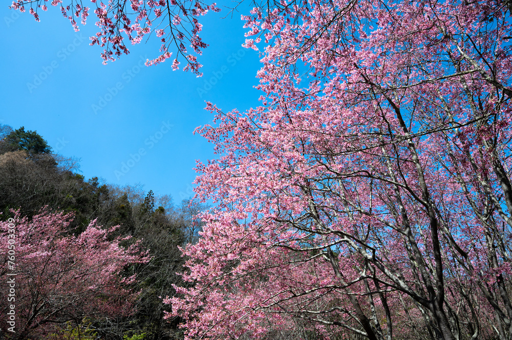 Cherry blossoms are in full bloom, with blue sky background, in Wuling Farm, Taichung, Taiwan. Cherry blossoms are in full bloom, with blue sky background, in Wuling Farm, Taichung, Taiwan.