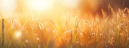 sunrise gold grass background with sunlight