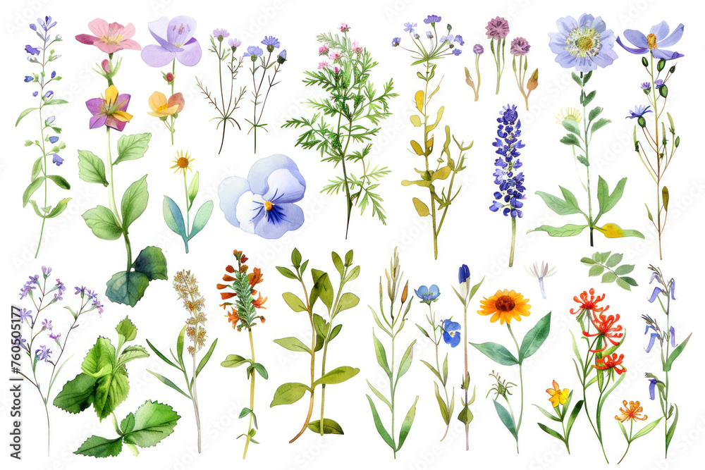 Big Set watercolor elements - wildflowers, herbs, leaf.