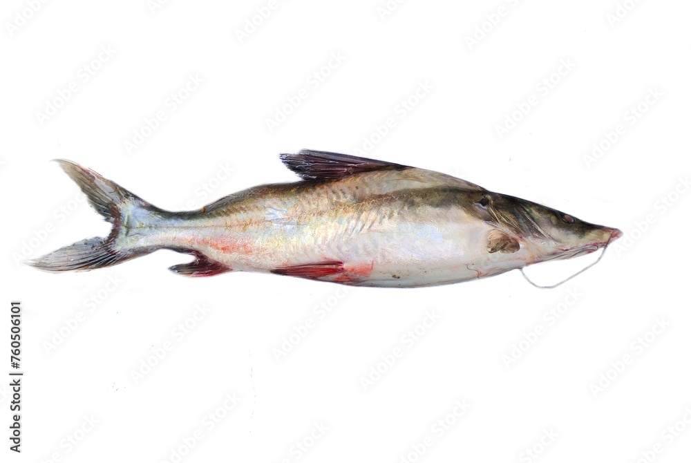 Sperata seenghala, the Giant river-catfish, is a species of bagrid catfish. It is known locally as Guizza, Guizza ayer, Auri, Ari, Pogal, Singhara and Seenghala. Sperata seenghala, the Giant river-catfish, is a species of bagrid catfish. It is known locally as Guizza, Guizza ayer, Auri, Ari, Pogal, Singhara and Seenghala.