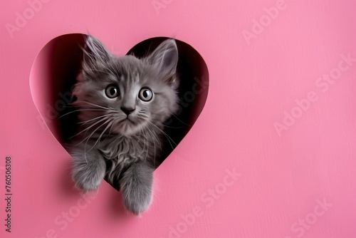 Gray kitten peeks out of a heart-shaped hole on a pink background. Blank design for Valentine's Day, greeting card, expression of love. Copy space with generative ai © MUdaylah