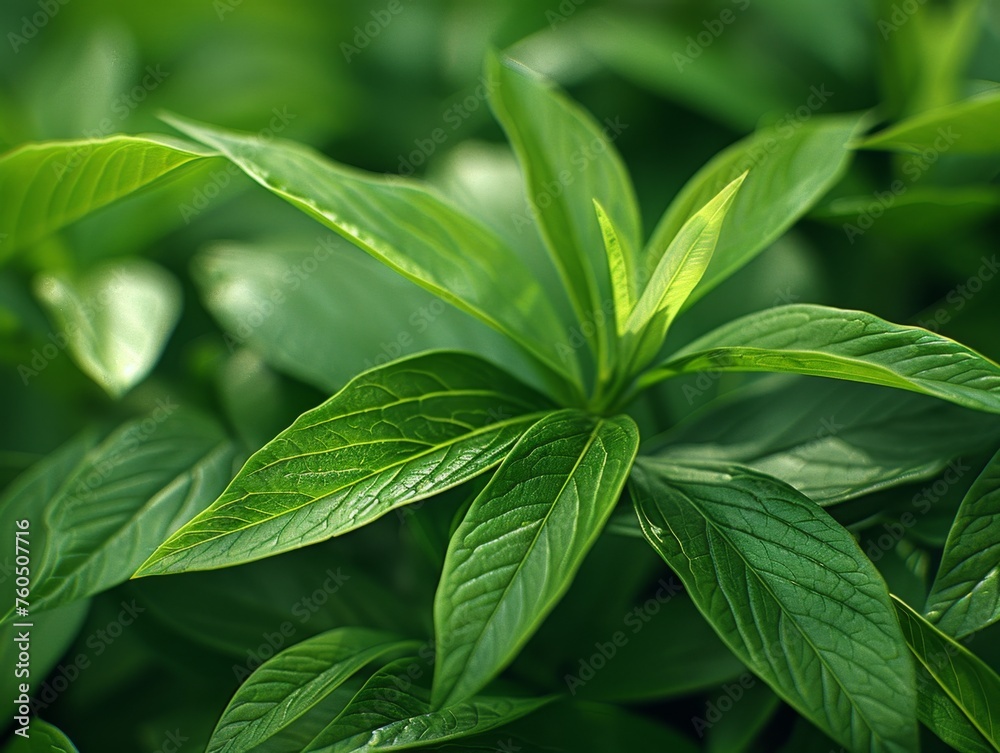 basil leaves basil leaves
