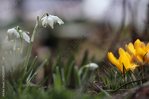 White flowers of Common snowdrop or Galanthus nivalis (cultivar Flore Pleno) and yellow crocuses