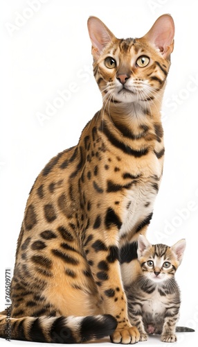 Male marbled cat and kitten portrait with ample text space, object on side for versatile use
