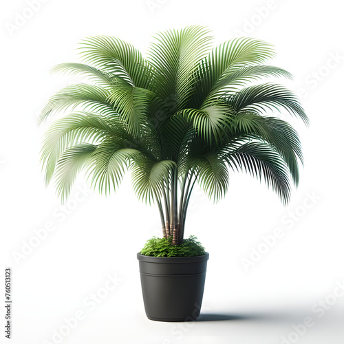 Kentia Palm in black pot, isolated on a white background, Copy space
