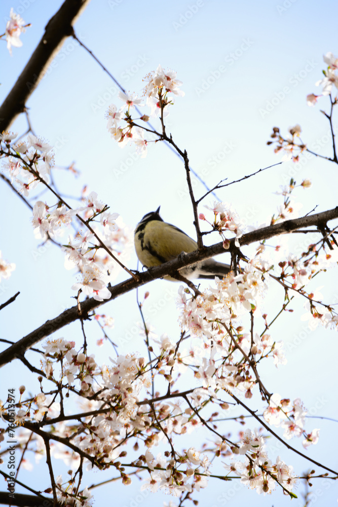 Nature flowers flower green white trees 