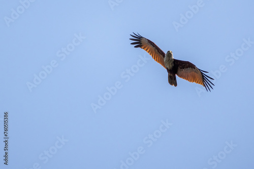 Brahminy kite bird of prey in flight at blue sky background. It is also known as the Red-backed Sea Eagle, Red-backed Kite, Chestnut-white Kite, Rufous Eagle, and its scientific name Haliastur indus. © Sahadat