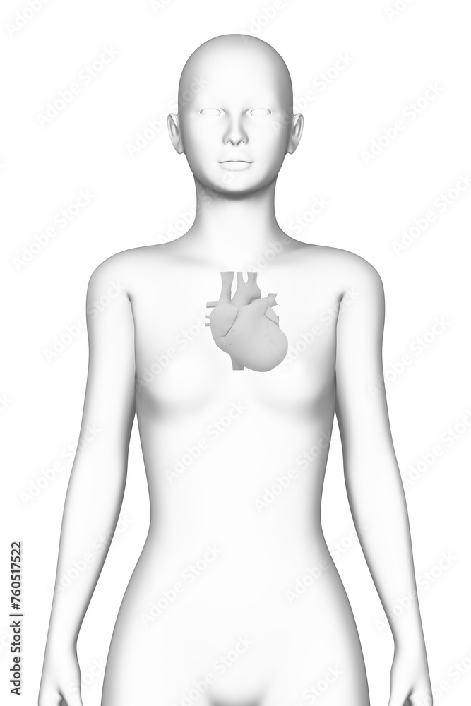 heart, female human body, organ, medical science
heart, female human body, organ, medical science
