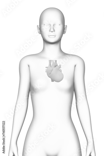 heart, female human body, organ, medical science
