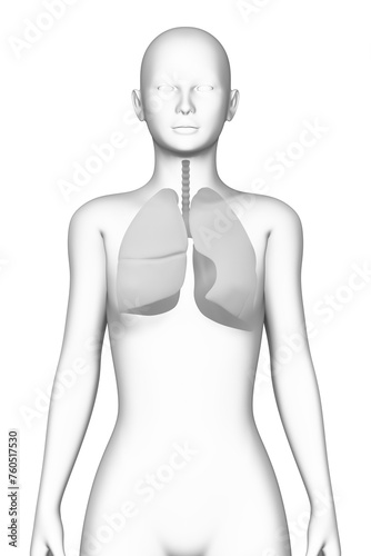 lung, female human body, organ, medical science
