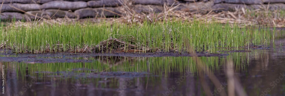 Obraz premium reeds in the water. reed shoots in early spring wetlands.