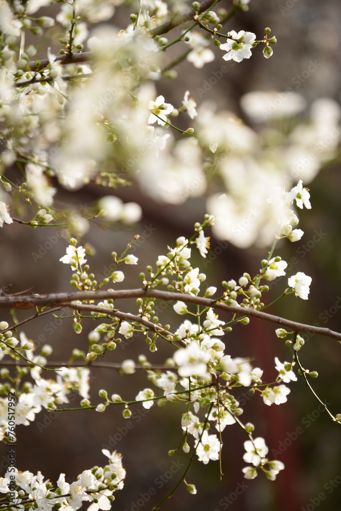 Nature flowers flower green white trees Nature flowers flower green white trees