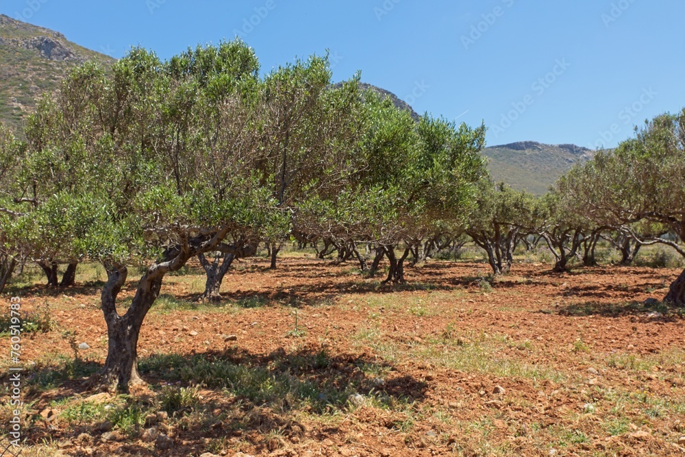 Landscape view of olive trees at Falasarna in sunny spring weather, Crete, Greece.