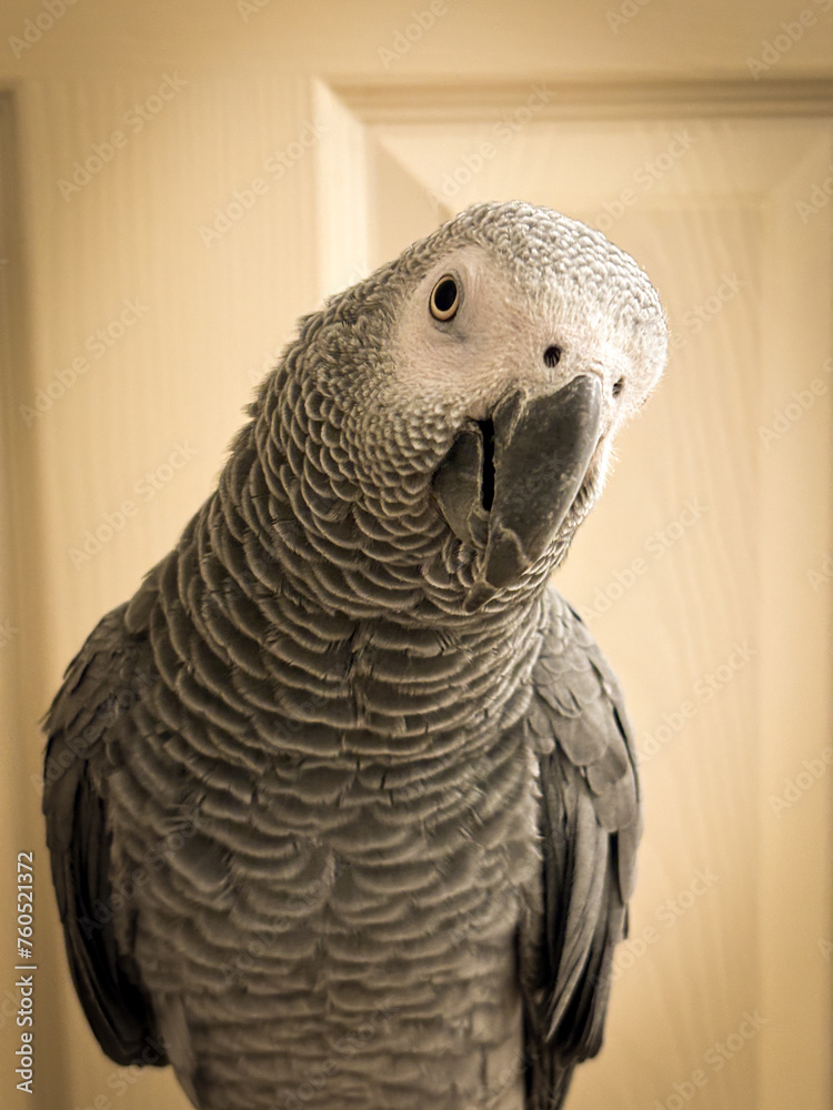 Fototapeta premium A beautiful animal portrait of an African Grey Parrot - A Psittacus Erithacus