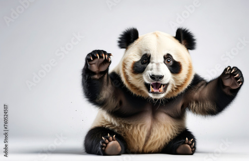 Funny panda with suprised face portrait on isolated backgorund. 