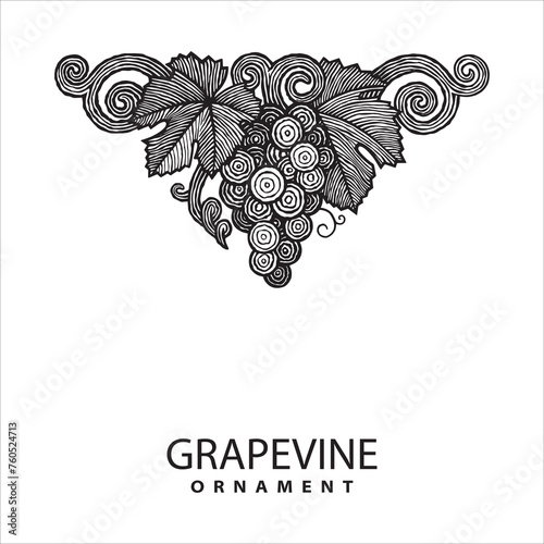 Grape bunch vintage style hand drawing illustration. 
