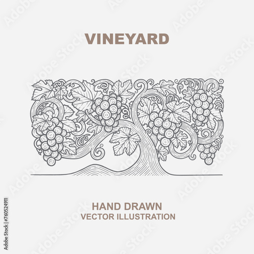 Vineyard. Grapevine vintage style hand drawn illustration. Part of set.