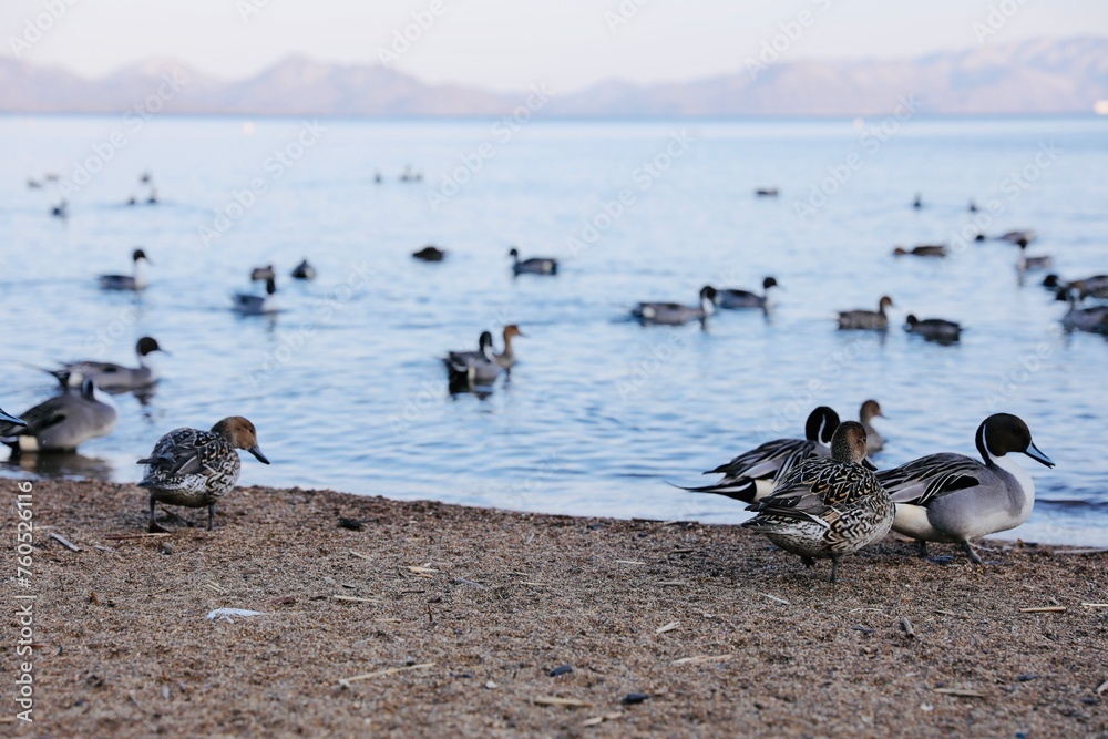 Fototapeta premium ducks on the beach