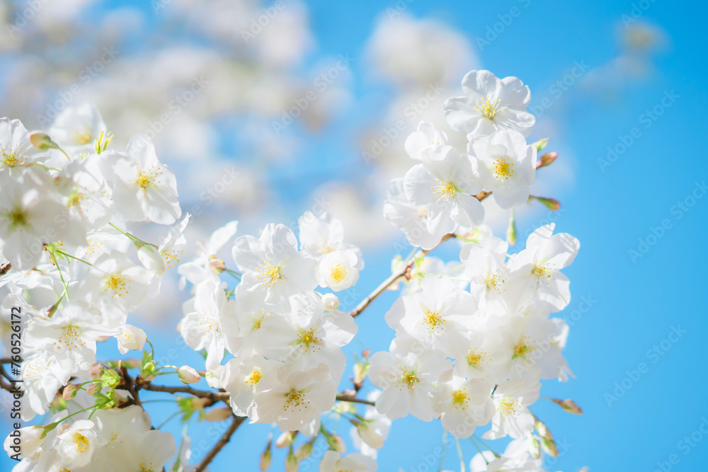 東京の公園に咲く美しい桜の花 東京の公園に咲く美しい桜の花