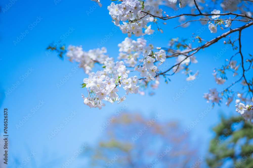 東京の公園に咲く美しい桜の花