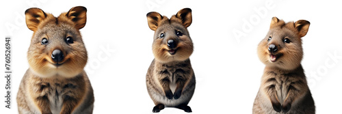 Triple Portrait Quokka Wallaby Beautiful Expression Transparency Material PNG