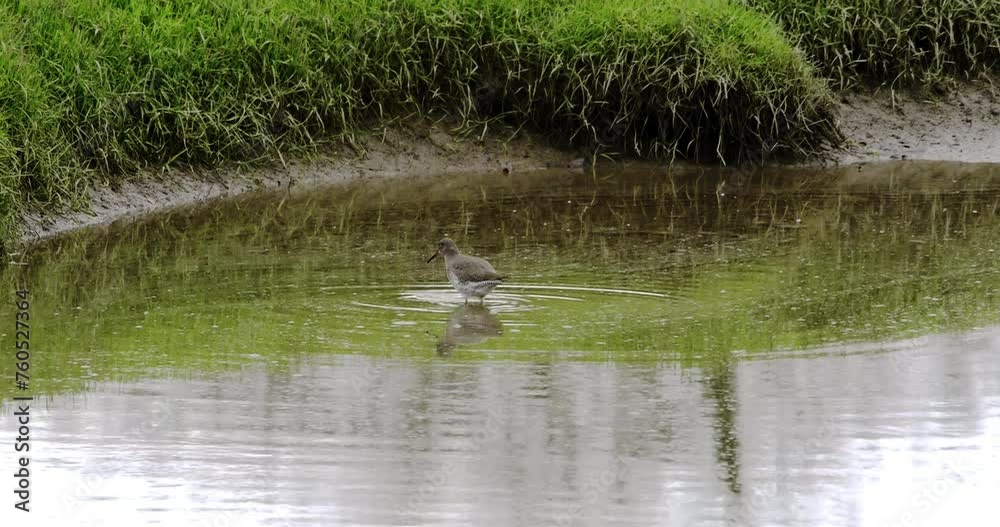 Natural Serenity: A bird with spread wings is in a pond surrounded by greenery, reflecting a natural, serene environment. Natural Serenity: A bird with spread wings is in a pond surrounded by greenery, reflecting a natural, serene environment.