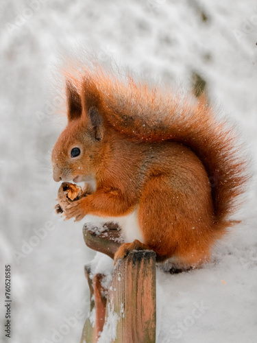 A red squirrel sits on a feeder and eats a nut in winter. Animals in the city park. Wildlife Photography