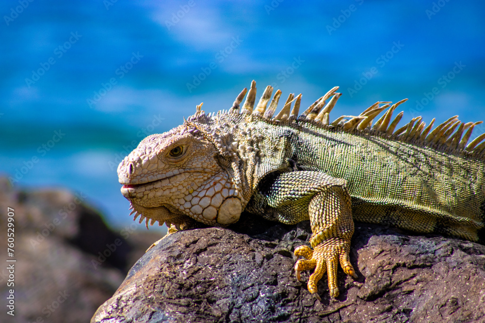 Fototapeta premium Iguana in San Juan