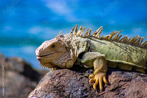 Iguana in San Juan