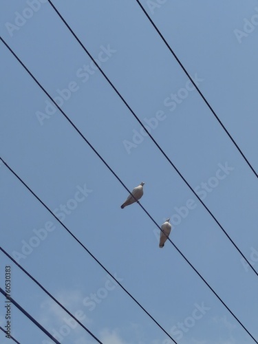 birds on wire