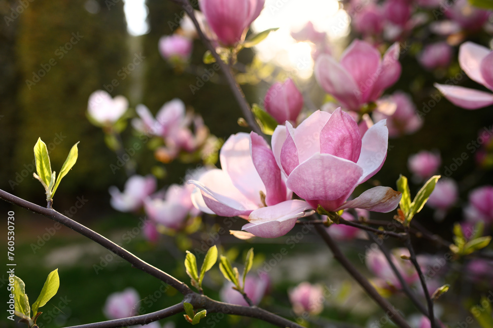 Blooming magnolia tree in spring, pink beautiful blossoms