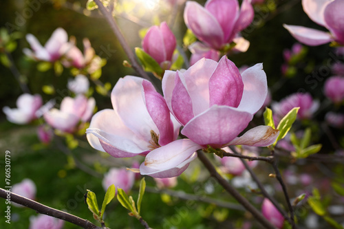 Pink magnolia flowers against sunset light in spring
