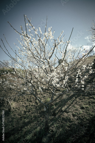 梅
