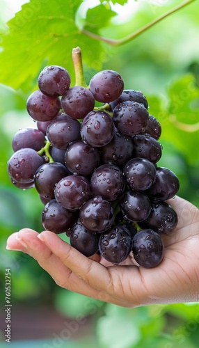 Selective focus on hand holding fresh grapes with blurred background for text placement