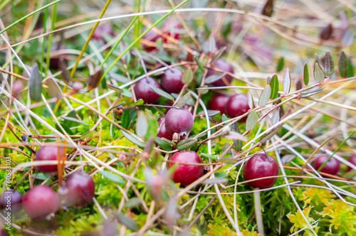 Close-up view of wild ripe cranberries growing in a bog. Ripe Wild Cranberries, Oxycoccus palustris, in bog.  Wild berries like pearls. photo