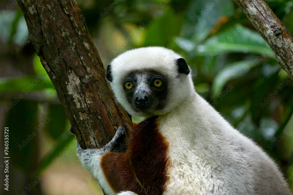 Obraz premium Critically endangered coquerel's sifaka lemur captured in a Peyrieras Reptile Reserve