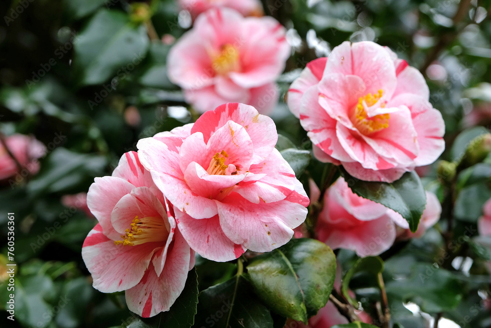 Red and white variegated striped Camellia japonica 'Lady Vansittart' in flower.